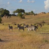  The Serengeti, TZ